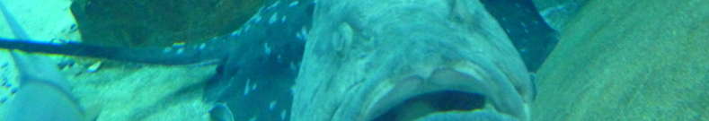 福袋に興味をもちました。